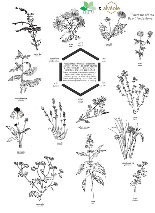 Journée mondiale des abeilles Saviez-vous que les abeilles sont responsables du tiers de notre…