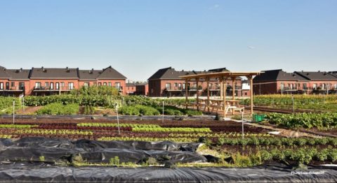 iga-jardin-toit-vue-generale-e1531765705910-1024×558.jpg   Bien heureux d’apprendre que l’agriculture urbaine commerciale au Québec est en pleine…