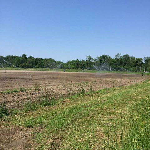 67615020_1334398403376085_3935491869198254080_o.jpg Nos petites 🥕 sont en pleine forme et poussent grâce aux bons soins de…