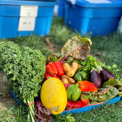 panier_legumes Panier de légumes