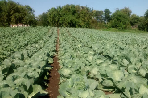 Choux en croissance_2