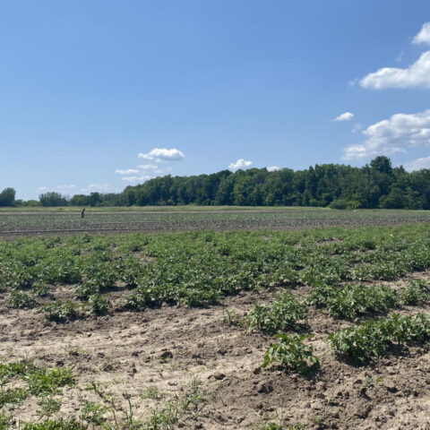 vue ensemble champs 2023-06-21_1200