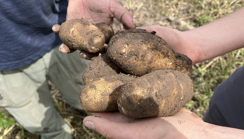 – Potatoes- Cultiver Espoir_Regroupement-Partage Pommes de terre des champs de Cultiver l'Espoir