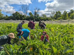 Cultiver l’Espoir – Bénévolat corporatif INTACT – Récolte des courgettes, août 2025